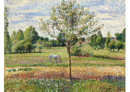 VCP-421 Camille Pissarro - Šedý kůň v Eragny