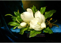 DDSO-4565 Martin Johnson Heade - Velké bílé magnolie na modrém suknu