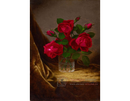 VKZ 494 Martin Johnson Heade - Růže Jacqueminot