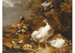 A-1800 Melchior Hondecoeter - Husy a kachny