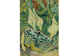 A-52 Vincent van Gogh - Velký noční motýl