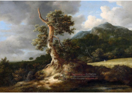 DDSO-3653 Jacob van Ruisdael - Starý strom