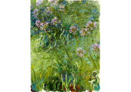 SO IV-1 Claude Monet - Agapanthus