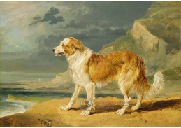 SO IX 247 James Ward - Rough-Coated Collie