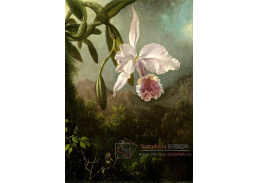 D-7954 Martin Johnson Heade - Květy orchidejí