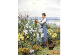 XV-367 Daniel Ridgway Knight - Chryzantémy