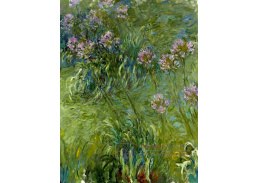 VCM 129 Claude Monet - Agapanthus