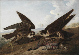 D-7383 John James Audubon - Sokol stěhovavý