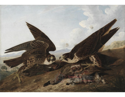 D-7383 John James Audubon - Sokol stěhovavý