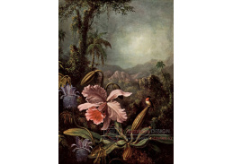 VU168 Martin Johnson Heade - Orchideje a kolibříci